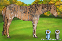 Horse Color:Gray White Spotted Black  Brindle