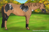 Horse Color:Gray White Spotted Black  Brindle