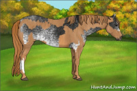 Horse Color:Gray White Spotted Black  Brindle