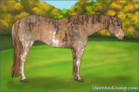 Horse Color:Gray White Spotted Smoky Black  Brindle