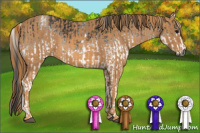 Horse Color:Gray White Spotted Black  Brindle