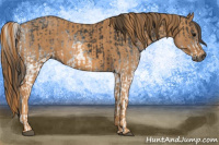 Horse Color:Gray White Spotted Black  Brindle