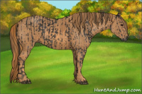 Horse Color:Gray White Spotted Black  Brindle