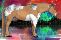 Horse Color:Gray White Spotted Black Splash  Brindle