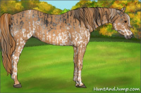 Horse Color:Gray White Spotted Black Brindle