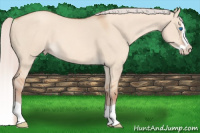 Horse Color:Silver Sable Champagne Dun Splash