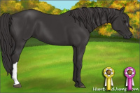 Horse Color:Smoky Black 