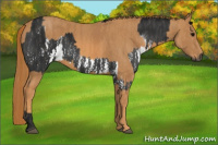 Horse Color:Gray White Spotted Black  Brindle