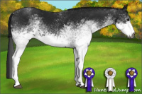 Horse Color:Gray White Spotted Brown