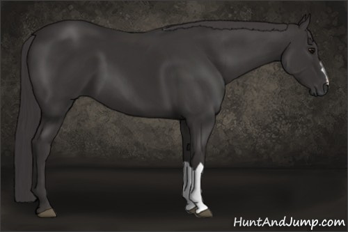 Horse Color: Buckskin 