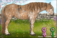 Horse Color:Gray White Spotted Black  Brindle