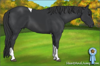 Horse Color:Black Tobiano 