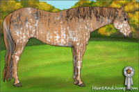 Horse Color:Gray White Spotted Black  Brindle