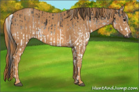 Horse Color:Gray White Spotted Black  Brindle