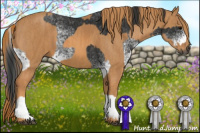 Horse Color:Gray White Spotted Black  Brindle