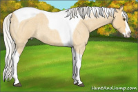 Horse Color:Silver Buckskin Roan Dun Splash Tobiano 
