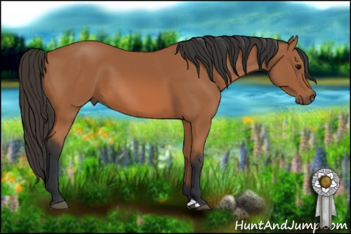 Horse Color: Bay 