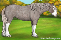 Horse Color:Silver Blue Roan Splash