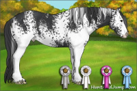Horse Color:White Spotted Brown 