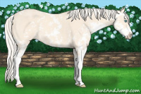 Horse Color:Cremello Sabino