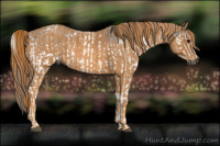 Horse Color:Gray White Spotted Black  Brindle