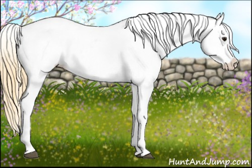 Horse Color: Buckskin Roan Blanket 