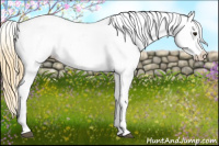Horse Color:Buckskin Roan Appaloosa