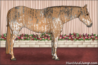 Horse Color:Gray White Spotted Black  Brindle