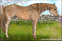 Horse Color:Gray White Spotted Black  Brindle
