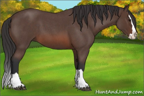 Horse Color: Brown Roan Splash 
