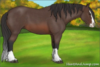 Horse Color:Brown Roan Splash