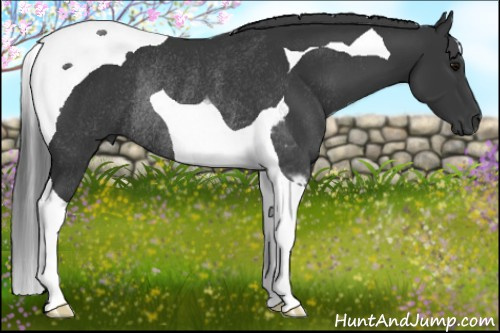 Horse Color: Black Tobiano Rabicano 