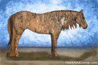 Horse Color:Gray White Spotted Black  Brindle