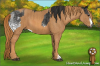 Horse Color:Gray White Spotted Smoky Black  Brindle
