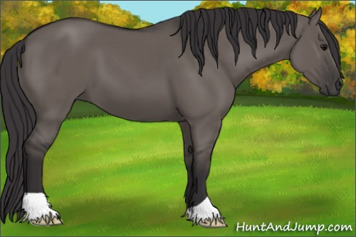 Horse Color: Buckskin Dun 