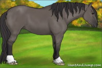 Horse Color:Buckskin Dun