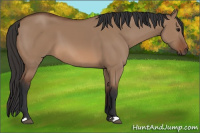 Horse Color:Bay Dun
