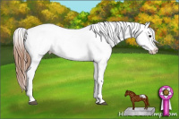 Horse Color:Black Tobiano Appaloosa 