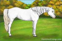 Horse Color:Buckskin Tobiano Appaloosa 
