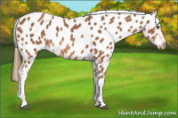 Horse Color:Chestnut Tobiano Appaloosa 