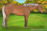 Horse Color:Silver Bay 