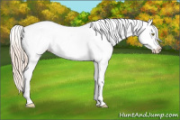 Horse Color:Gold Champagne Splash Appaloosa 