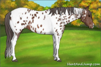 Horse Color:Bay Tobiano Appaloosa