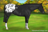 Horse Color:Gray Black Appaloosa 