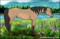 Horse Color:Bay Dun
