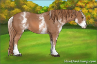 Horse Color:White Spotted Liver Chestnut 