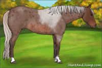 Horse Color:Silver Brown Roan Sabino 