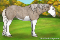 Horse Color:Silver Buckskin Roan Splash 