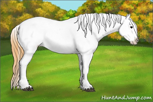 Horse Color: Buckskin Roan Sabino Blanket 