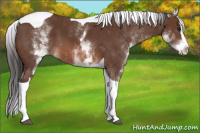 Horse Color:White Spotted Bay Splash Tobiano